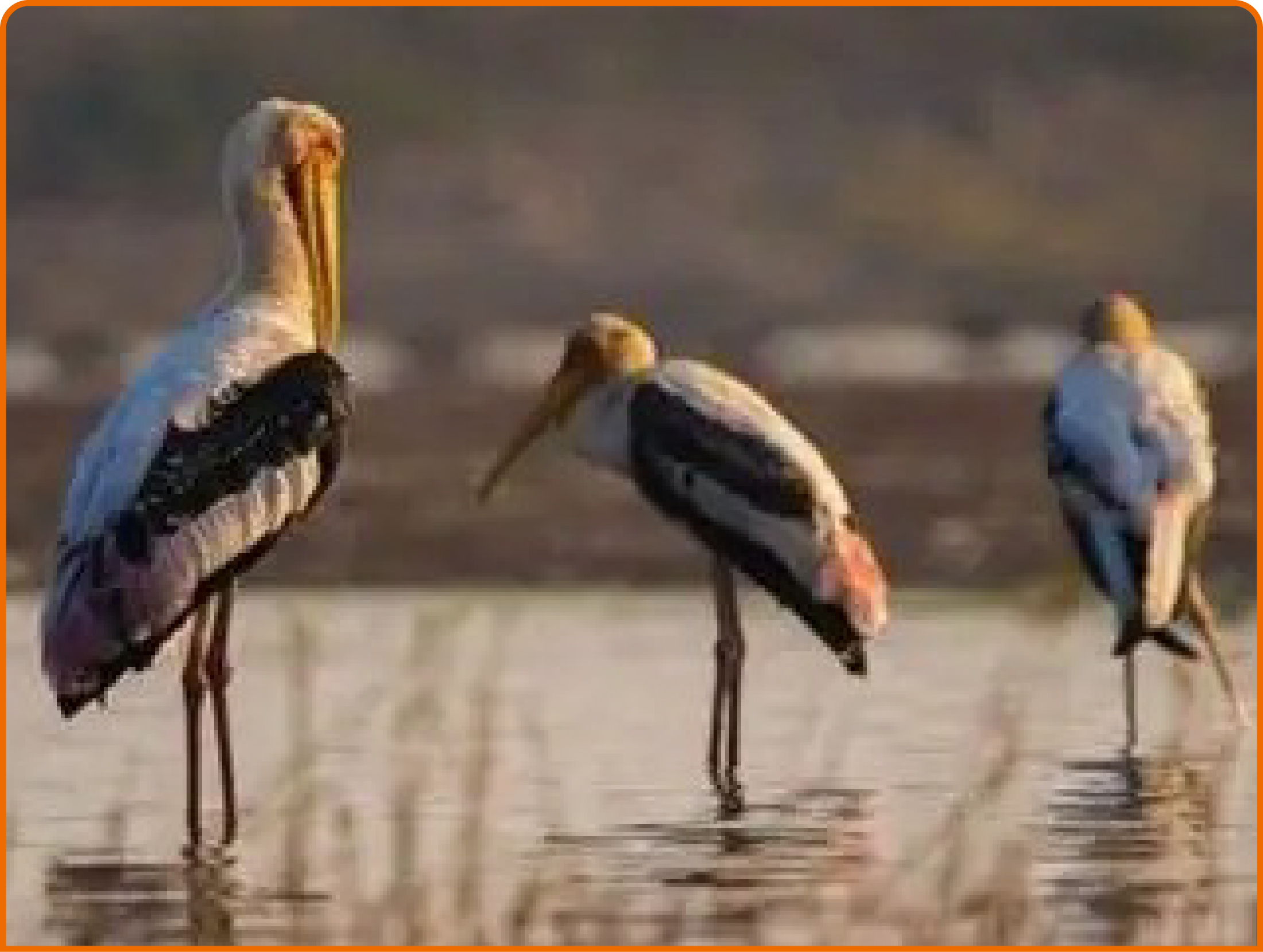 Shekha Jheel Bird Sanctuary